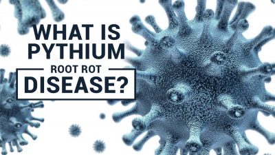 Pythium Root Rot Disease