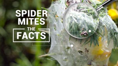Spider-mites-post-header Spider Mites Blog
